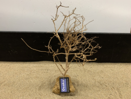 Osaka Bonsai Tree nr 11 - 30x15x40cm - aquascaping boom