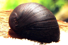 Neritina Pulligera / Helm Renslak