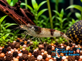 Caridina cf. breviata / Hommel garnaal