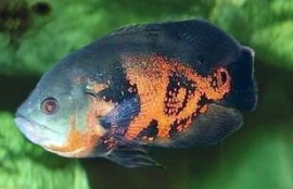 Astronotus Ocelatus / Pauwoog cichlide