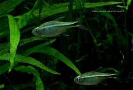 Hemigrammus Armstrongi / Goud Tetra