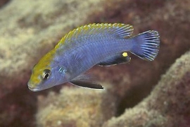 Pseudotropheus Perspicax