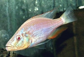 Dimidiochromis compressiceps albino