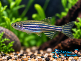 Brachydanio rerio  / Zebra Danio