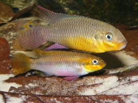 Pelvicachromis Taeniatus Bipindi / Kersenbuik cichlide