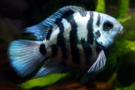 Cichlasoma Blue Tiger / Papegaai cichlide Blue Tiger
