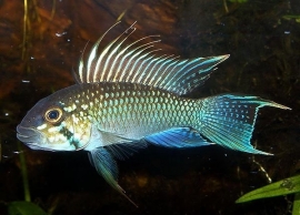 Apistogramma Kelleri / dwegcichlide