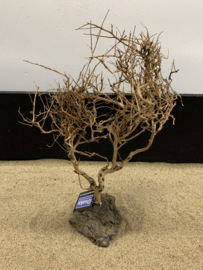 Osaka Bonsai Tree nr 18 - 36x12x47cm - aquascaping boom