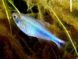 thayeria boehlkea fredcochui / Blauwe tetra