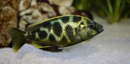 Nimbochromis Venustus / Malawi Cichlide