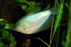 Trichogaster Microlepis / Zilver Gourami