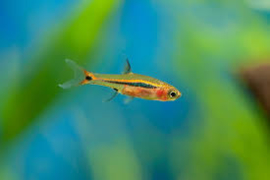 boraras urophthalmus  / GlasRasbora