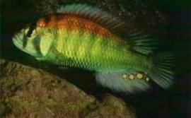 Haplochromis Red Back