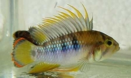 Apistogramma Baenschi Inca / dwergcichlide