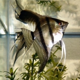 Pterophyllum scalare Common / Maanvis blank