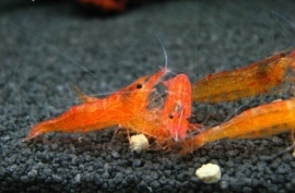 Caridina CF. Propinqua Orange / Mandarijngarnaal