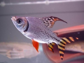 Semaprochilodus taeniurus / Staart streepzalm