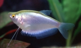 Trichogaster Microlepis / Zilver Gourami