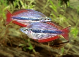 Melanotaenia trifasciata / regenboogvis