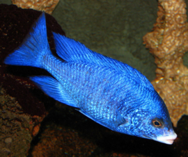 Placidochromis phenochilus white lips