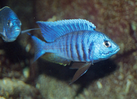 Copadichromis Azureus