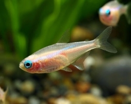 Paracheirodon innesi / Neon tetra goud