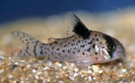 Corydoras Leucomelas / Pantsermeerval