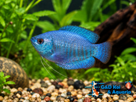 colisa lalia cobalt blue / kobalt dwerg gourami