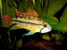 Apistogramma cacatuoides Triple Red / Dwerg cichlide