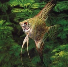 Pterophyllum scalare Leopard / Maanvis Leopard