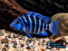 Cichlasoma Blue Tiger Parrot / Papegaai cichlide Blue Tiger