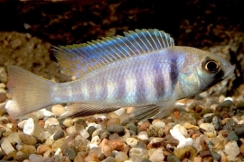 Haplochromis Electra / Malawi Cichlide