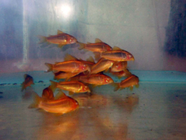 Corydoras Red / Pantsermeerval