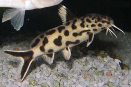 Synodontis polli white zambia