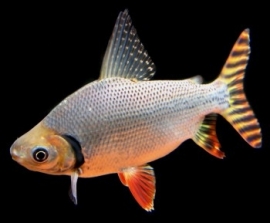 Semaprochilodus taeniurus / Staart streepzalm