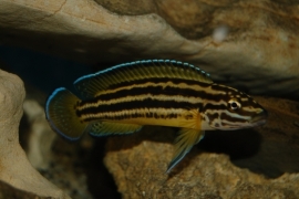 Julidochromis regani / tanganyika cichlide