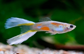 Poecilia reticulata  Lyretail (vorkstaart)/ Guppy Lyretail (vorkstaart)