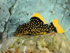 L 018  Baryancistrus / Pantsermeerval "Golden Nugget"