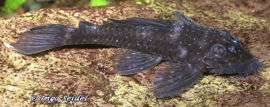 LDA 074 Ancistrus macrophthalmus