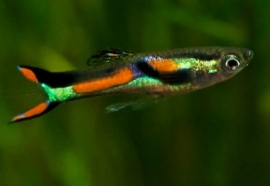 Poecilia endleri / Endler guppy