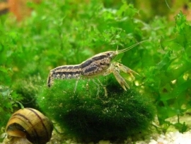 Cambarellus Texanus Blue mini / dwergkreeft