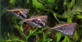 Carnegiella strigata / Bijlzalm marmer