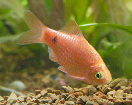 Puntius Conchonius Gold / Prachtbarbeel Goud