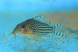 Corydoras Heraldschulzi / Pantsermeerval