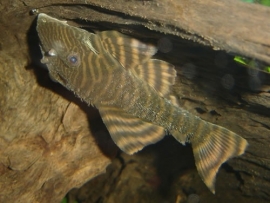 L 306 Panaque wild / Pantsermeerval