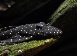 L 235 Pseudolithoxus anthrax / flyer pleco