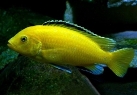 pseudotropheus caeruleus