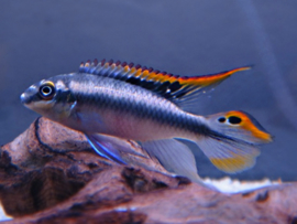 Pelvicachromis Pulcher Blue / Kersenbuik cichlide blauw