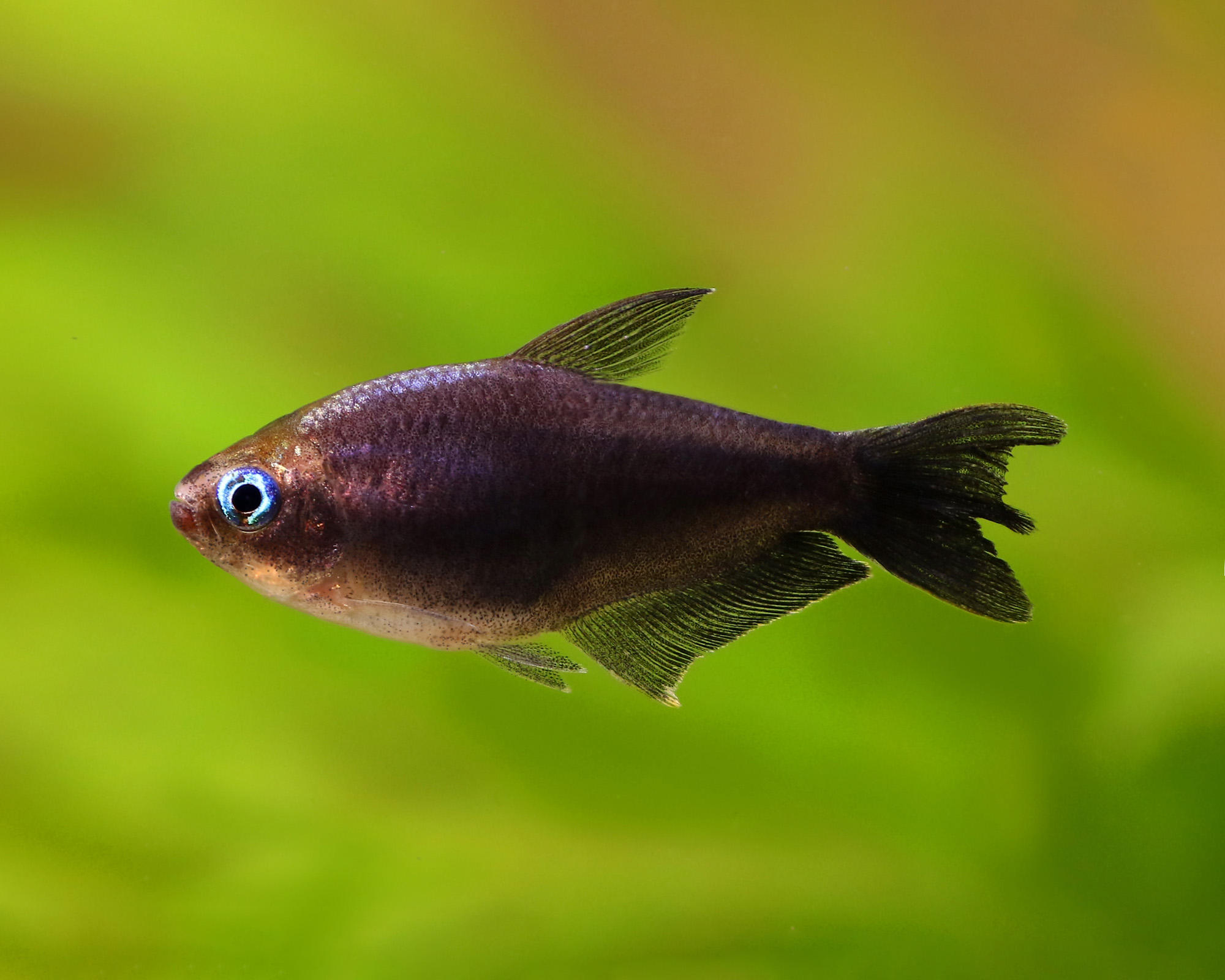 nematobrycon palmeri black / Keizertetra zwart