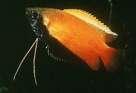 Colisa Chuna / Honing gourami